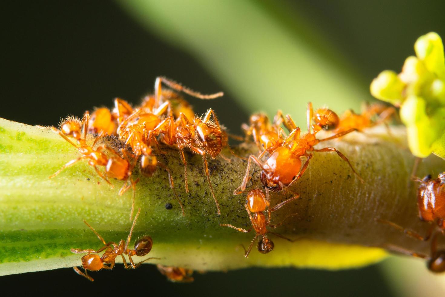 fourmis sur une plante photo