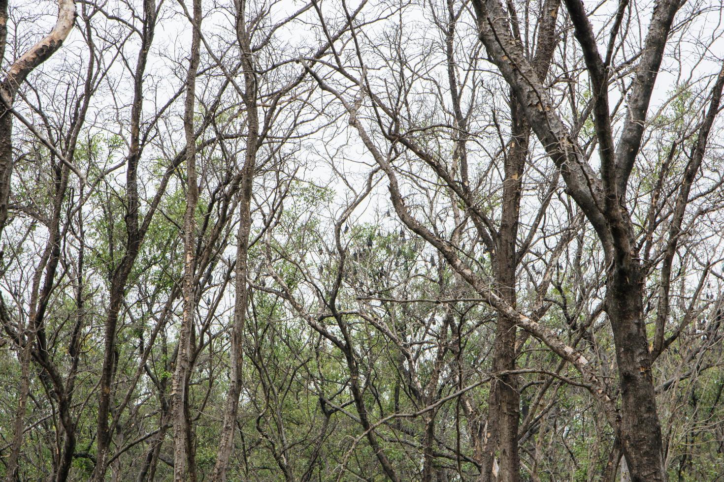 forêt de mangrove en Thaïlande photo