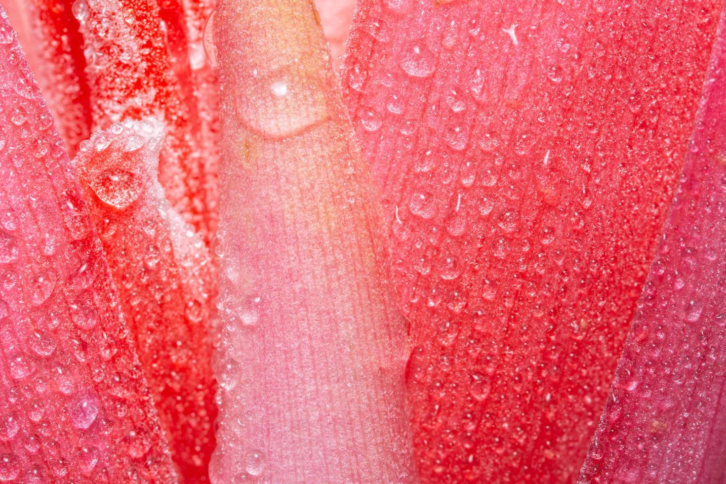 gouttes d'eau sur une fleur photo