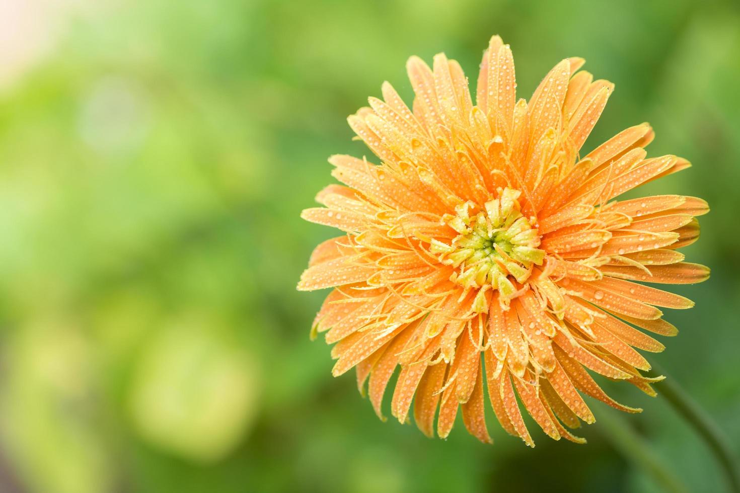 gouttes d'eau sur le gerbera orange photo