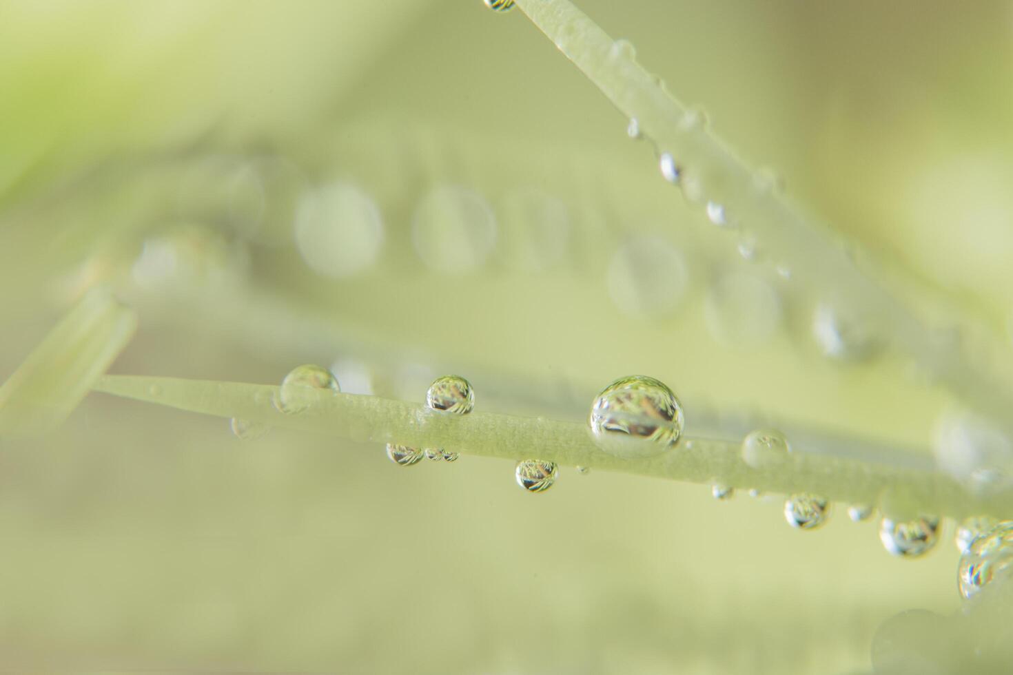 gouttes d'eau sur une plante photo