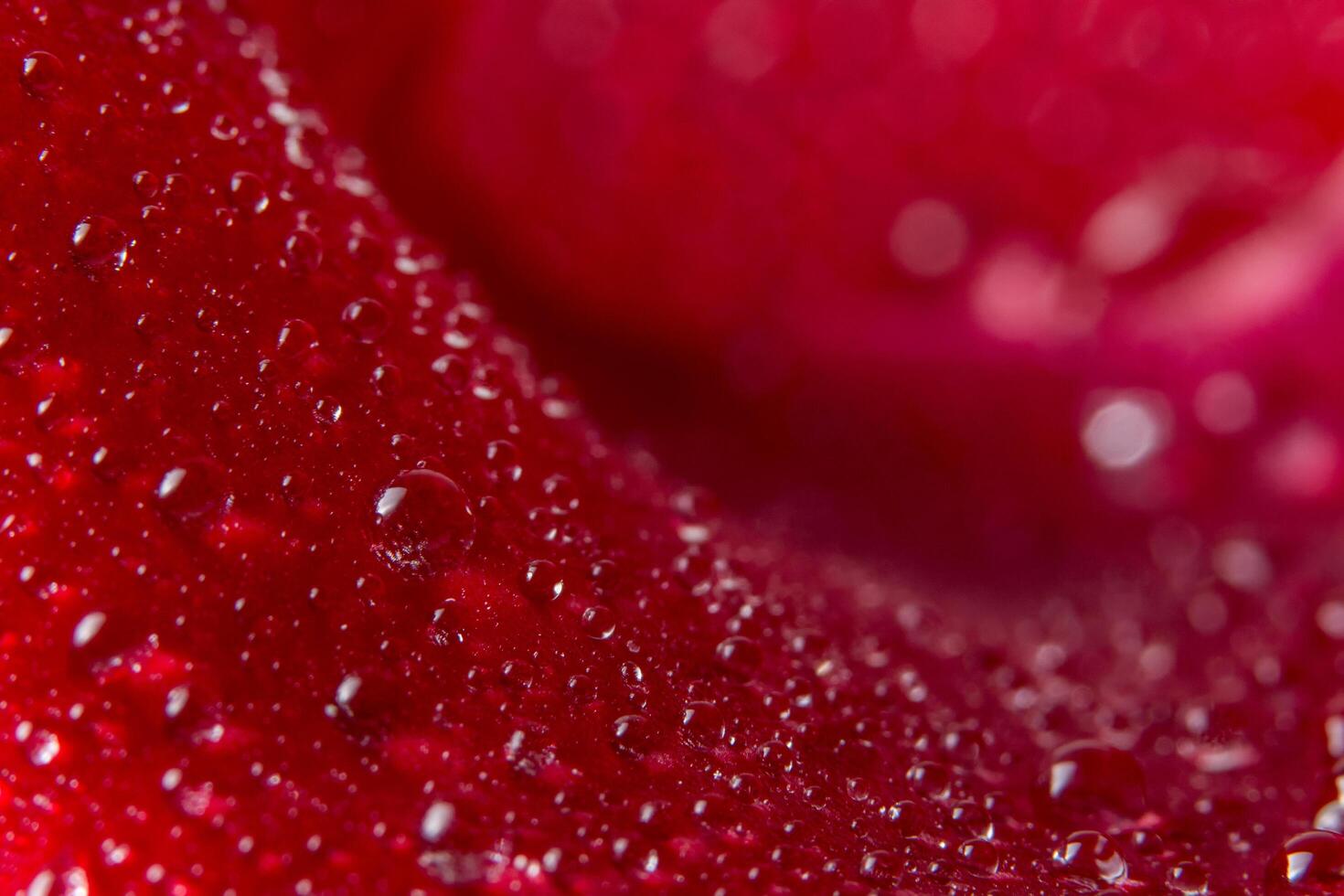 gouttes d'eau sur une rose rouge photo