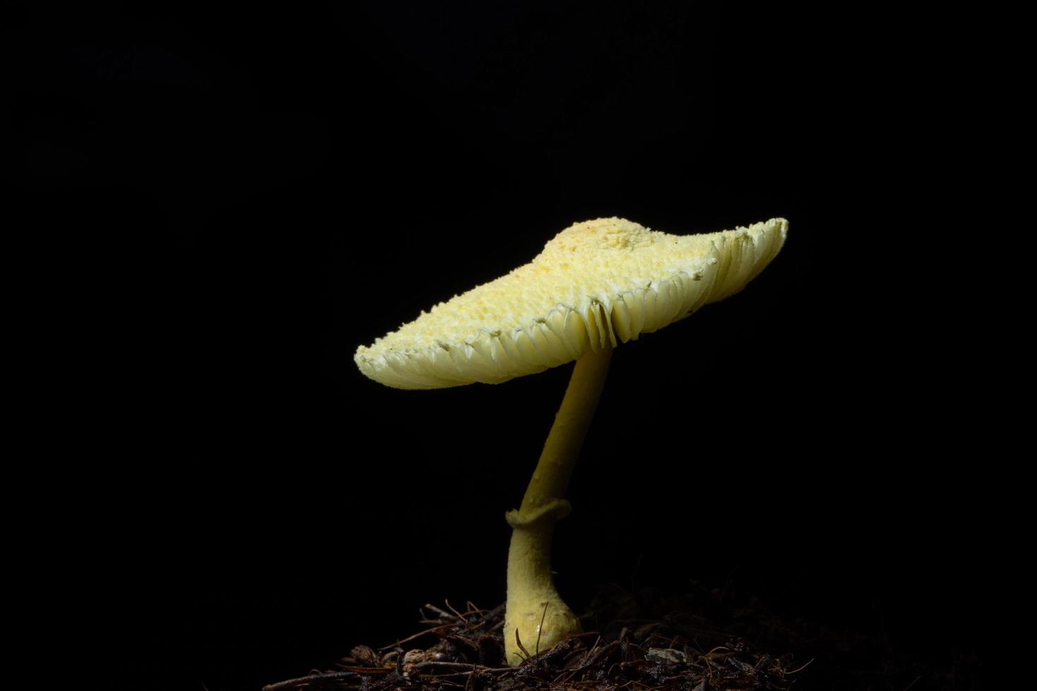 champignon sur fond noir photo