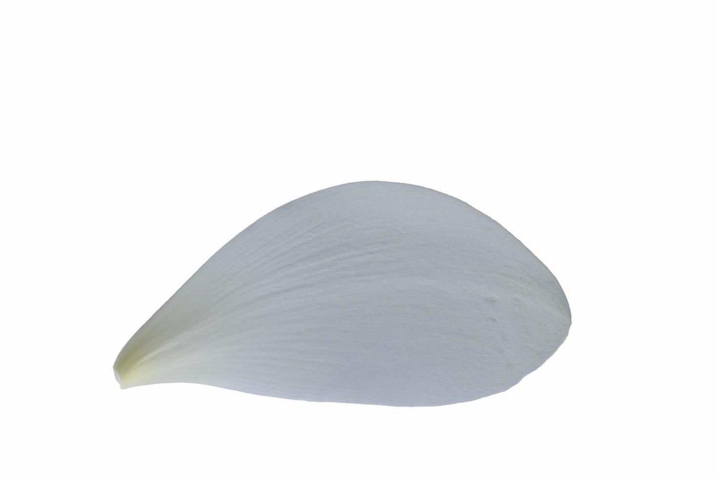 pétale de lotus sur fond blanc photo