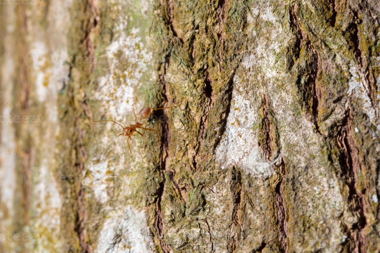 fond de modèle en bois photo