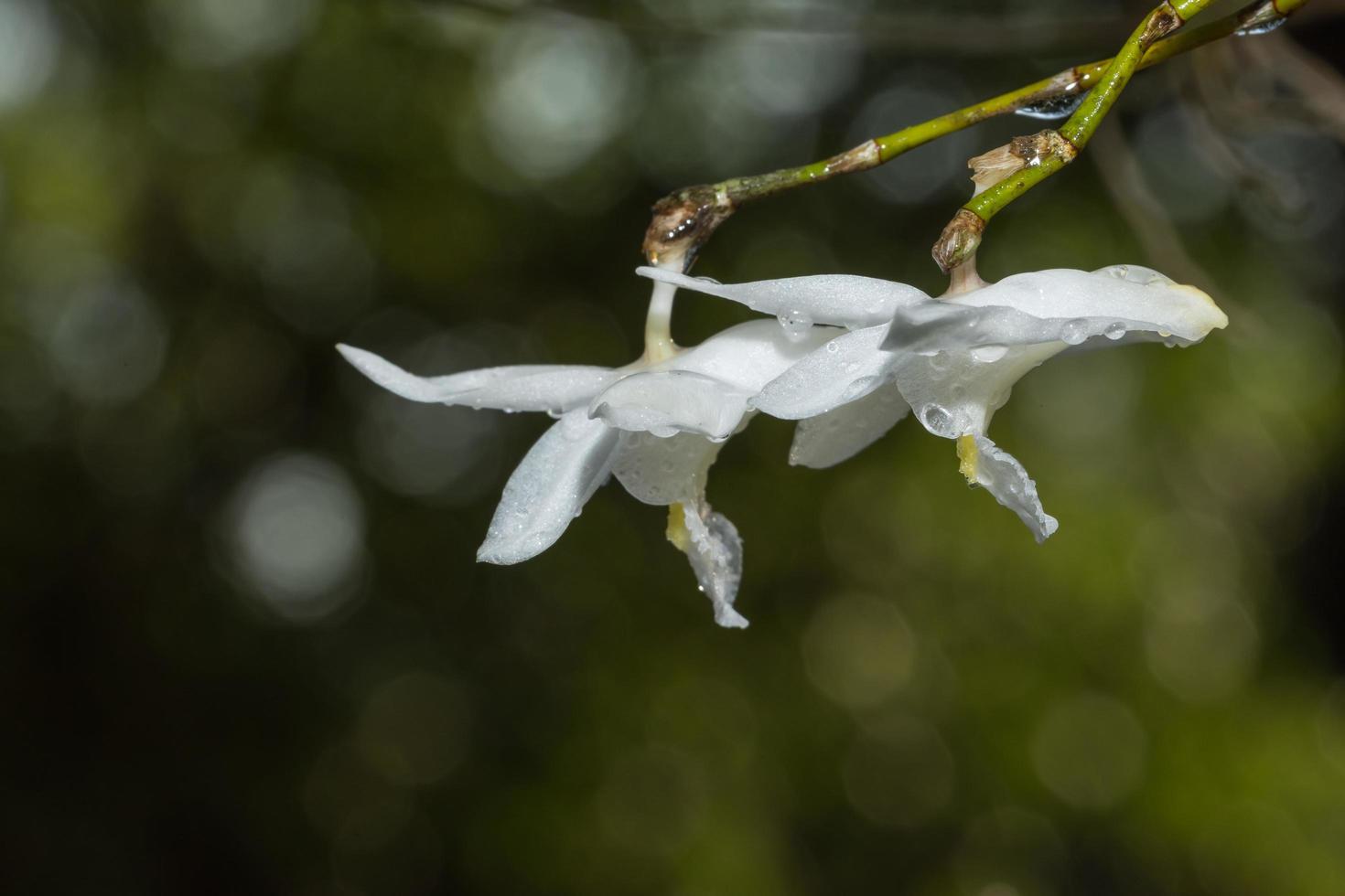 gros plan d'une orchidée blanche photo