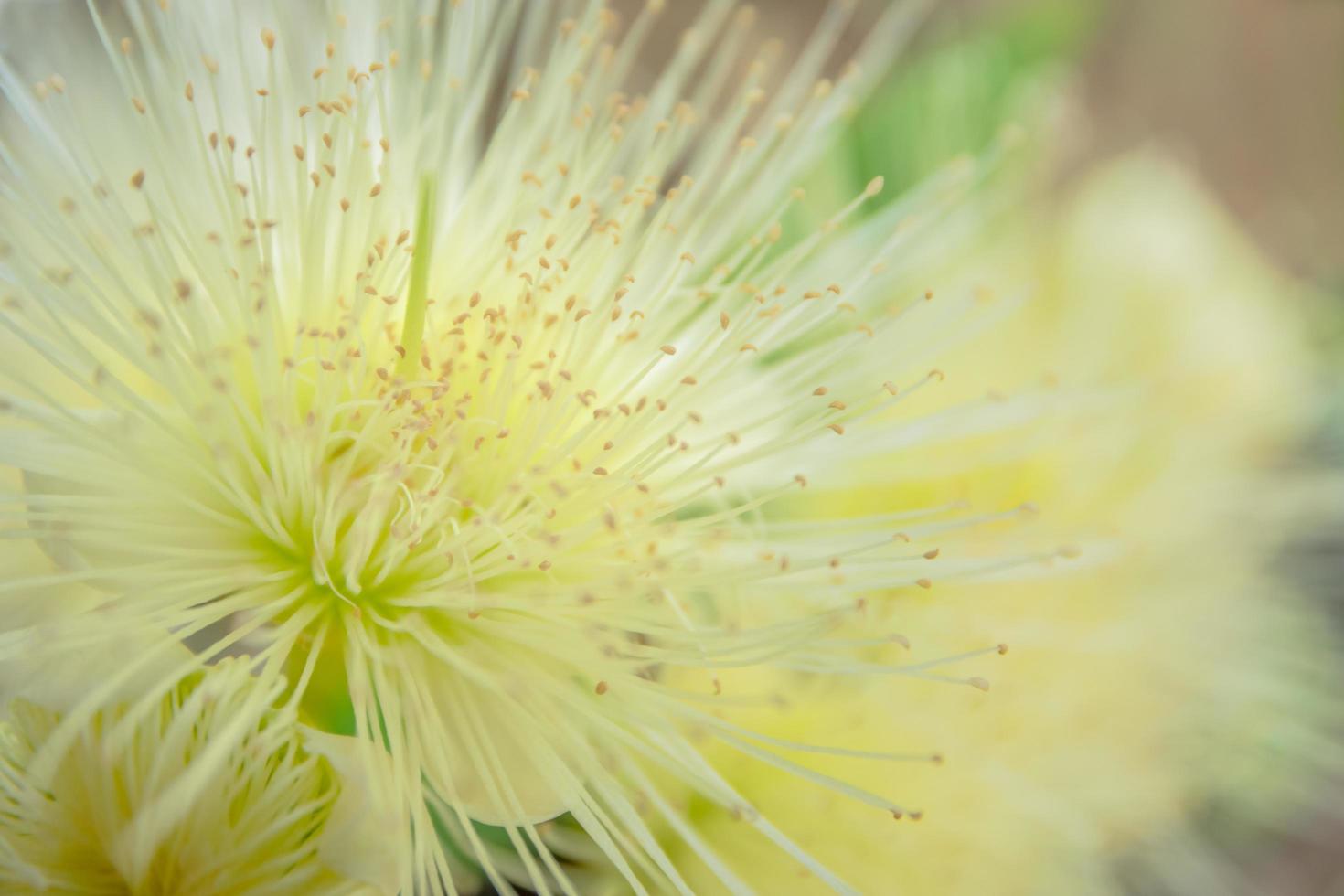 gros plan de fleur de pomme rose photo