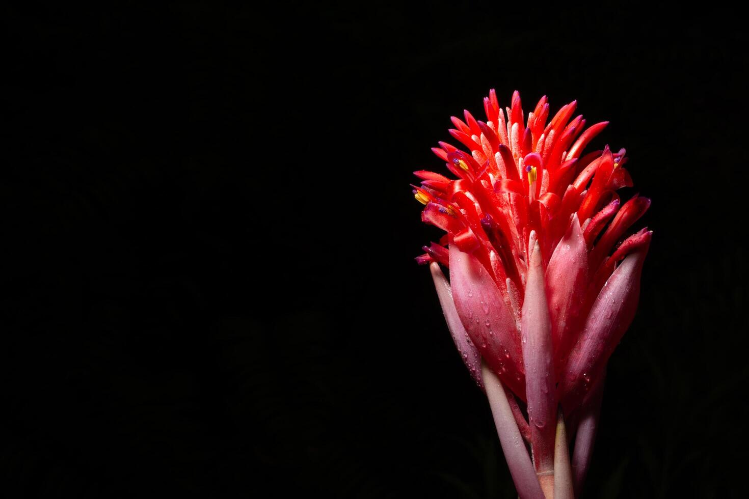 fleur rouge sur fond noir photo