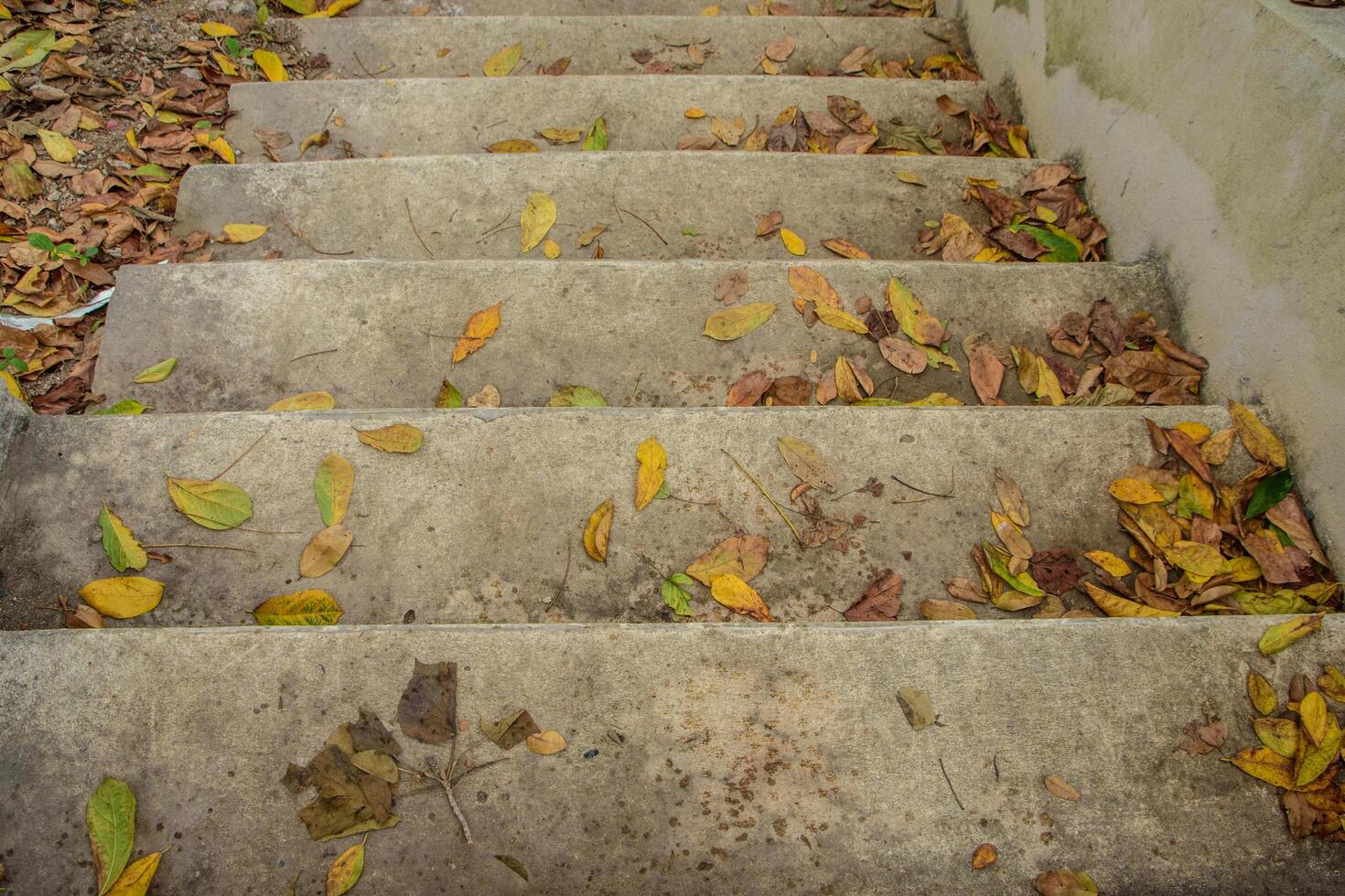 escaliers en ciment avec des feuilles photo