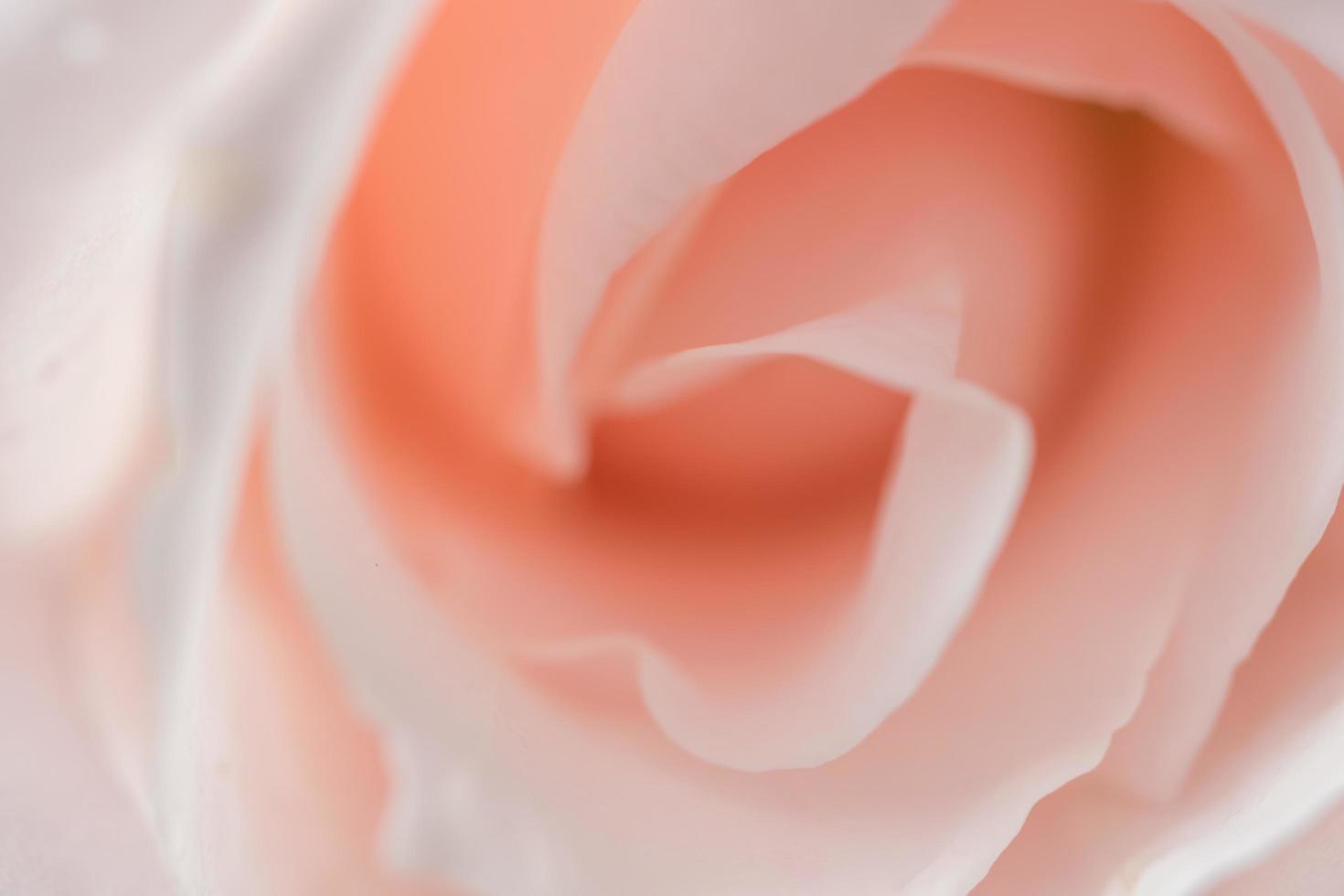 macro rose rose photo