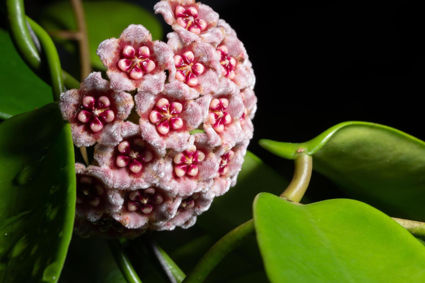 gros plan de fleur de Hoya photo