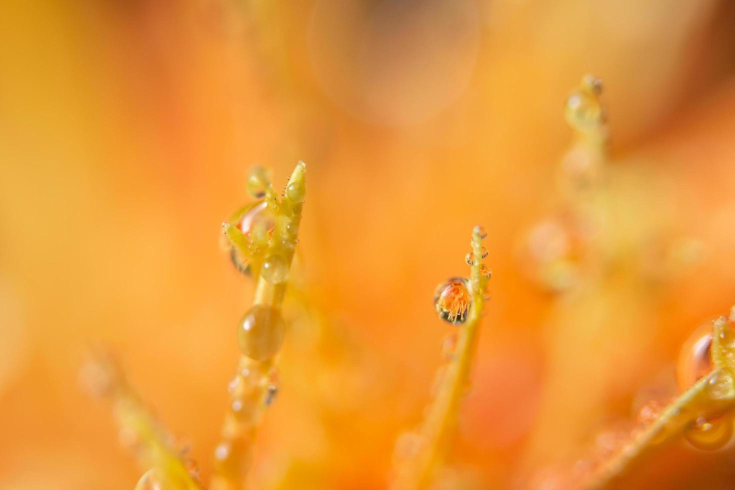 fond avec des gouttes d'eau sur les pétales de fleurs d'oranger photo