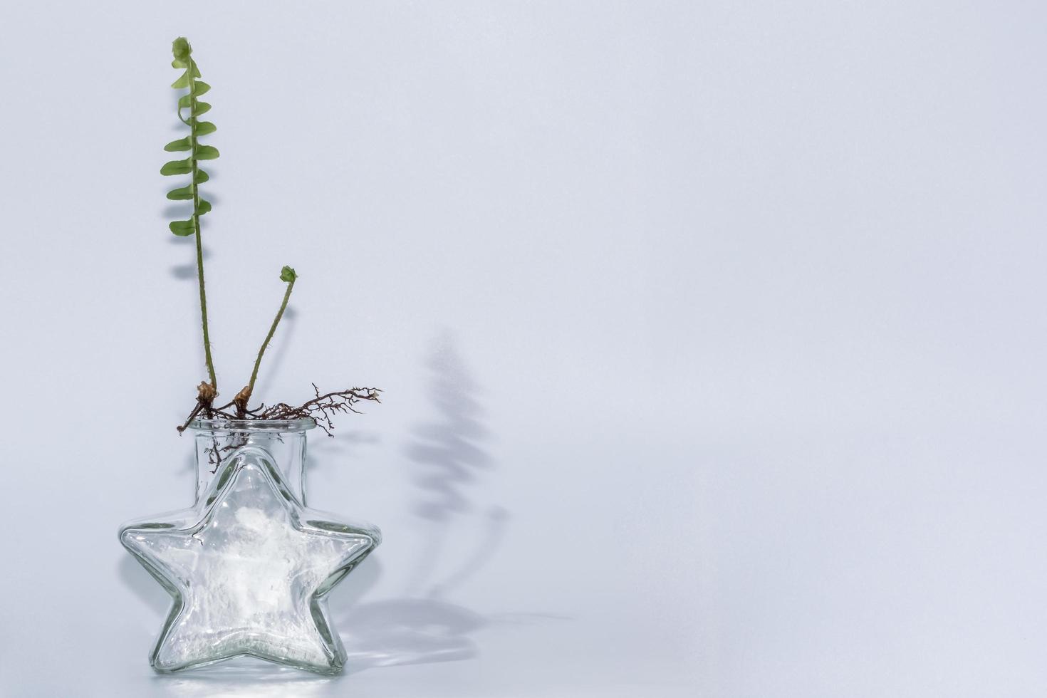 fougères dans une bouteille en verre clair sur fond blanc photo