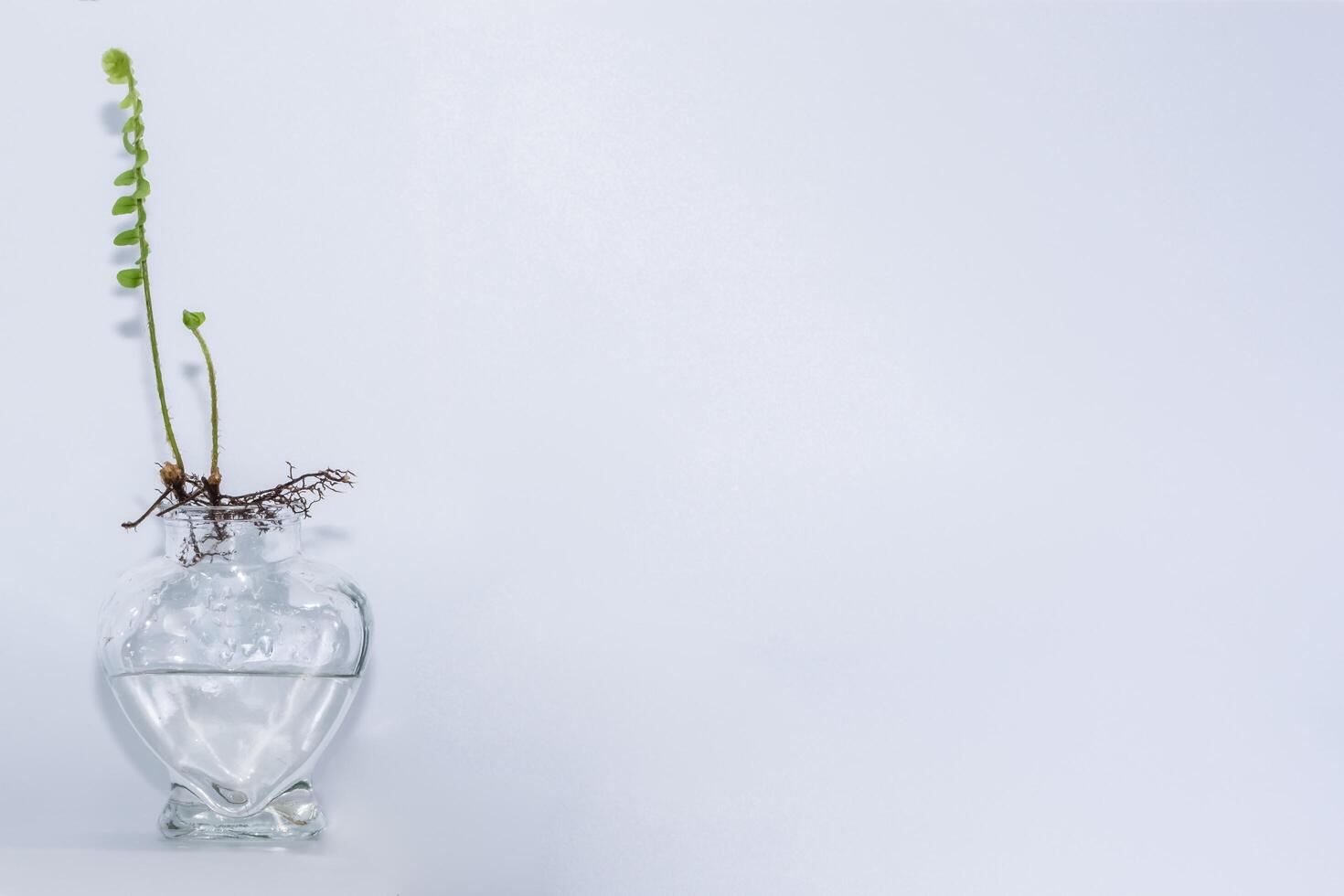 fougères dans une bouteille en verre clair sur fond blanc photo