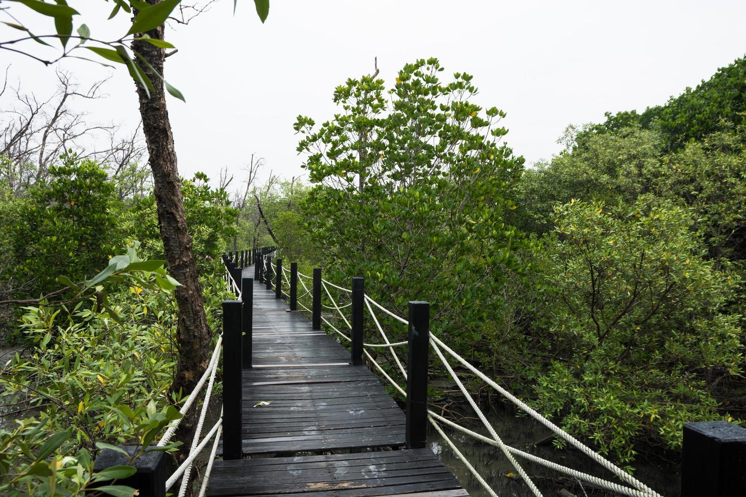 passerelle dans la forêt de mangrove photo