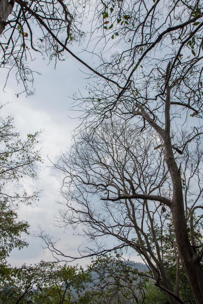 arbres sous un ciel nuageux photo