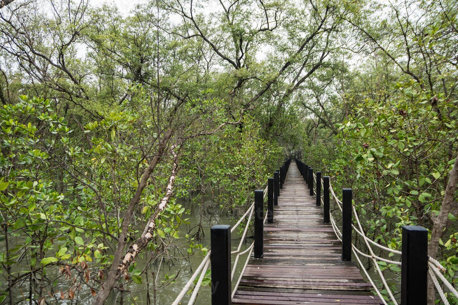 passerelle dans la forêt de mangrove photo