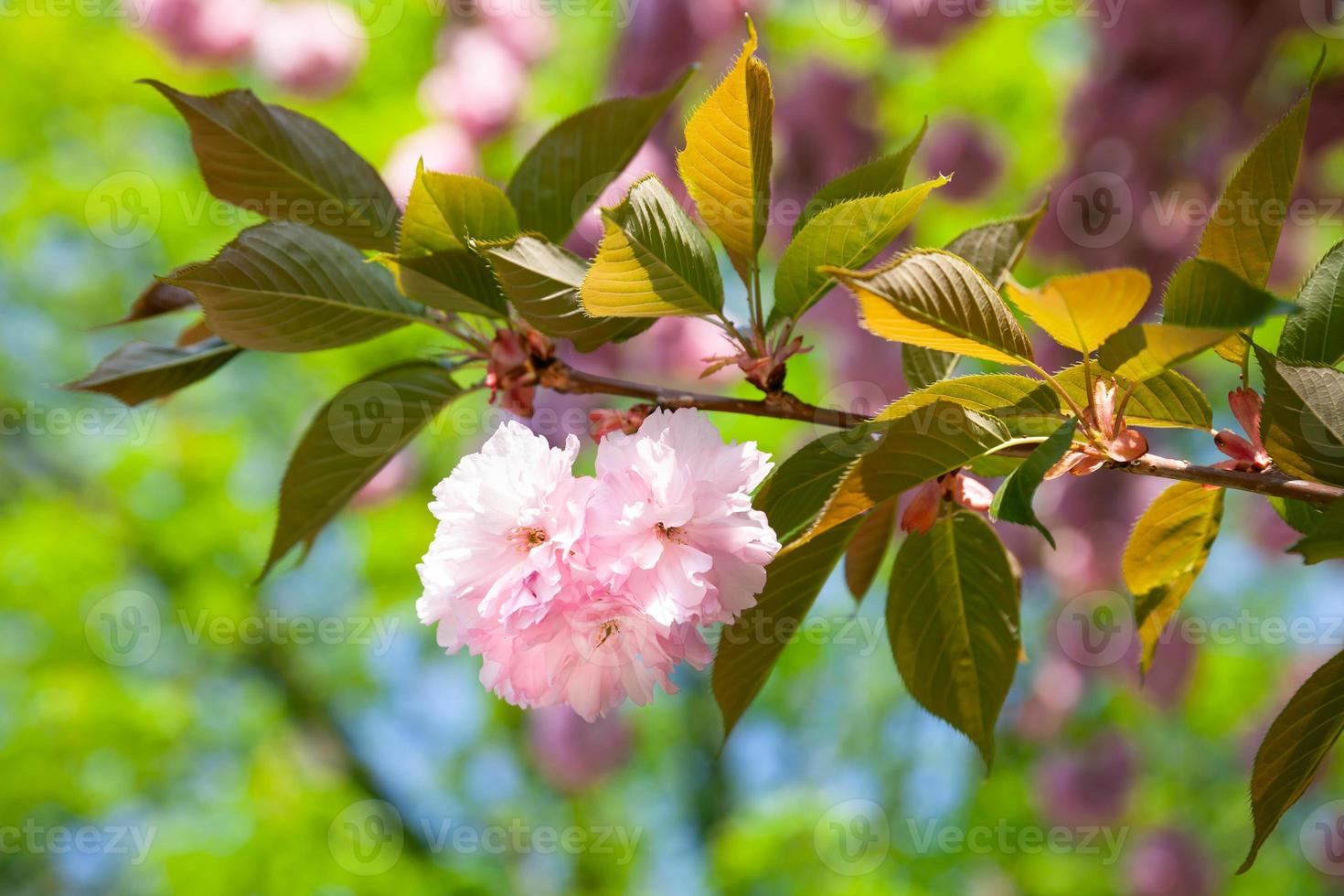 fleurs de cerisier sakura photo