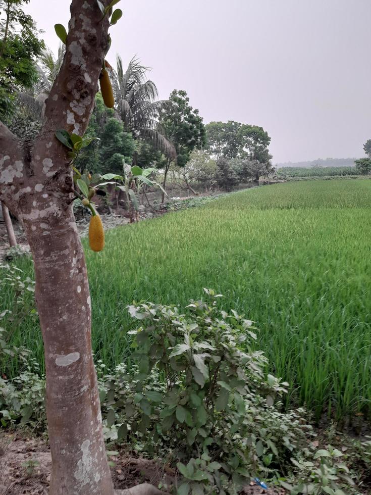 paysage avec de beaux champs de maïs du village de kushtia, bangladesh, asie photo