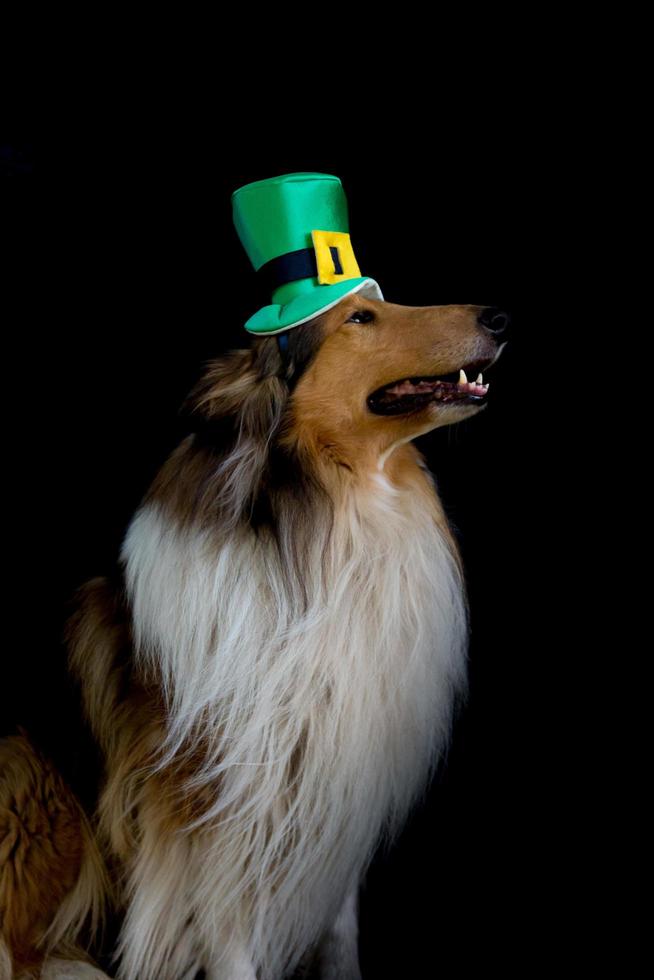 portrait d'un chien colley rugueux avec le chapeau haut de forme de la saint patrick photo