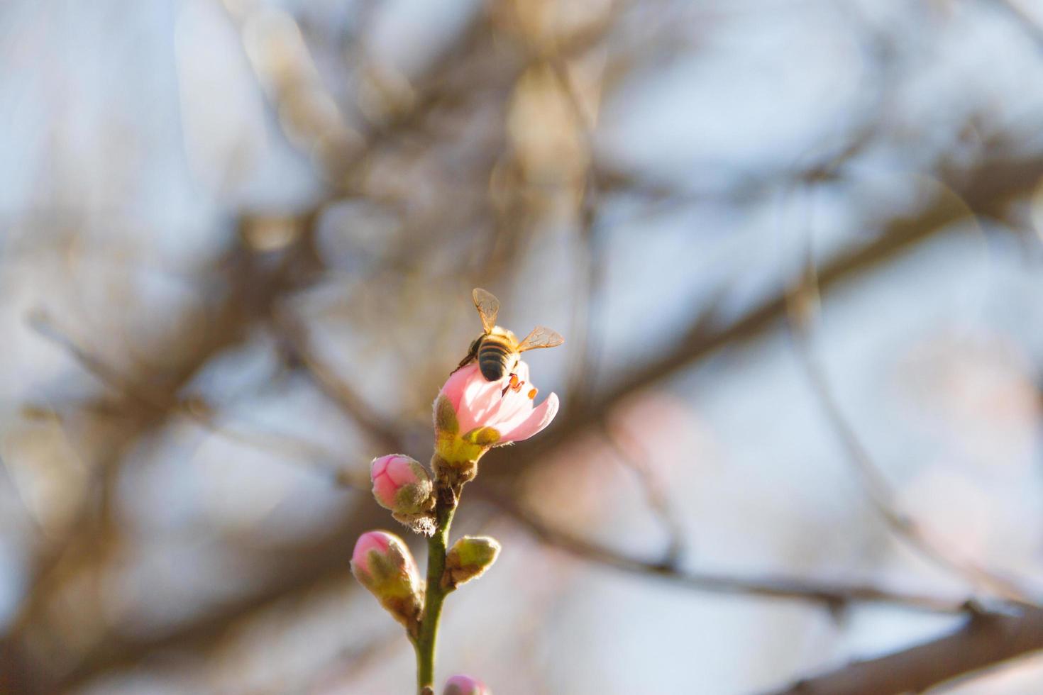 une abeille sur la fleur de pêcher au printemps photo