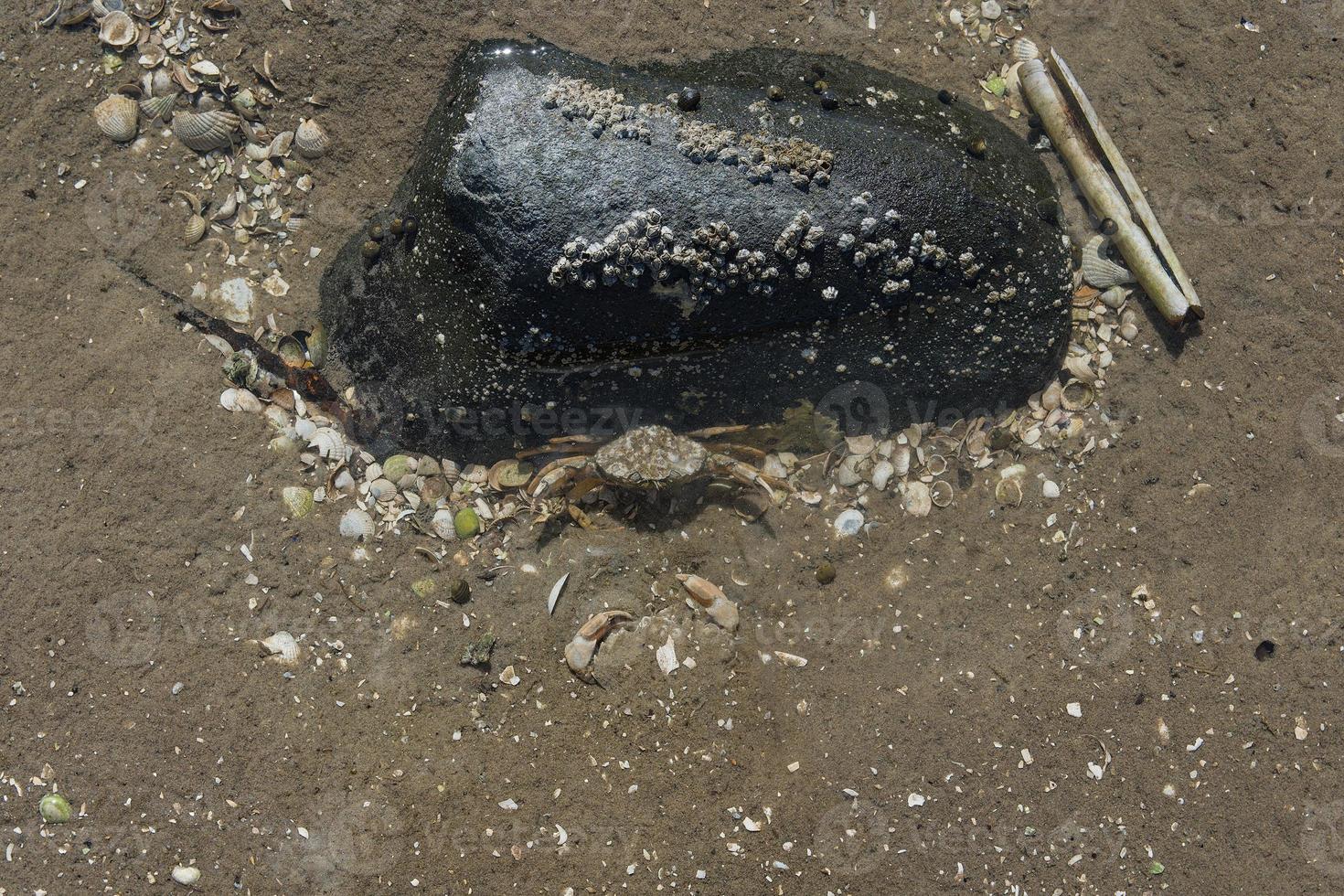 Crabe de plage --carcinus maenas-- devant son château sur la plage à marée basse,mer du nord,frise du nord,Allemagne photo