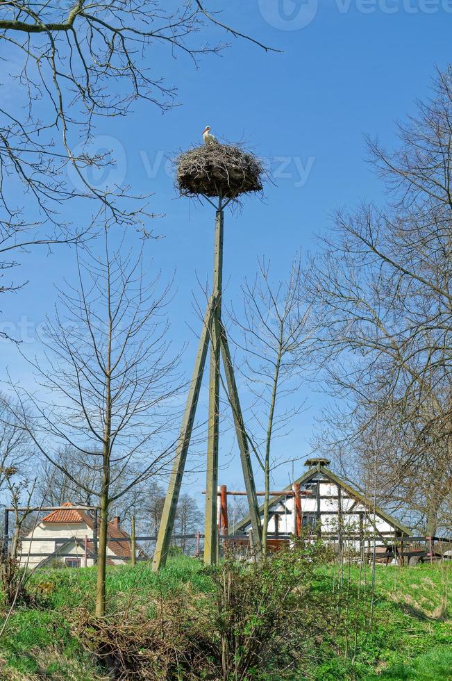 Village de cigognes zywkowo,voïvodie de Varmie Mazurie,,Pologne photo