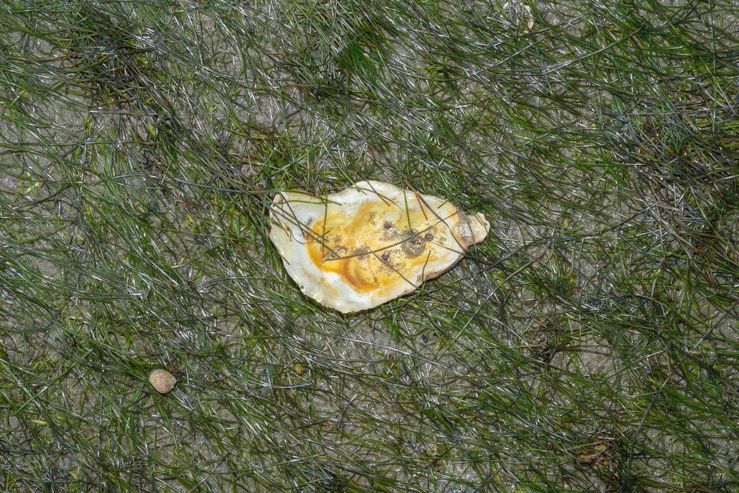 coquille d'huître dans les herbiers --zostera noltii--mer du nord, Allemagne photo