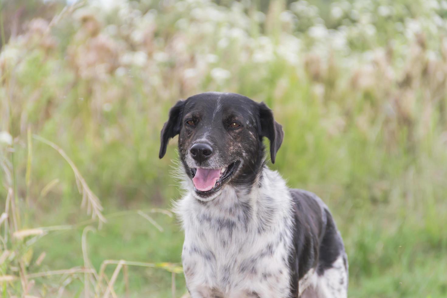 chien border collie travaillant dans le domaine photo