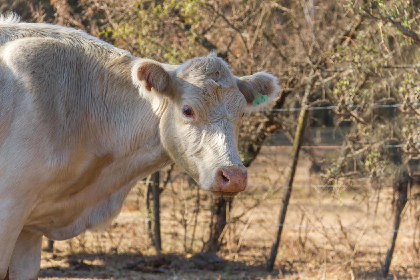portrait de vache laitière assis dans le champ photo