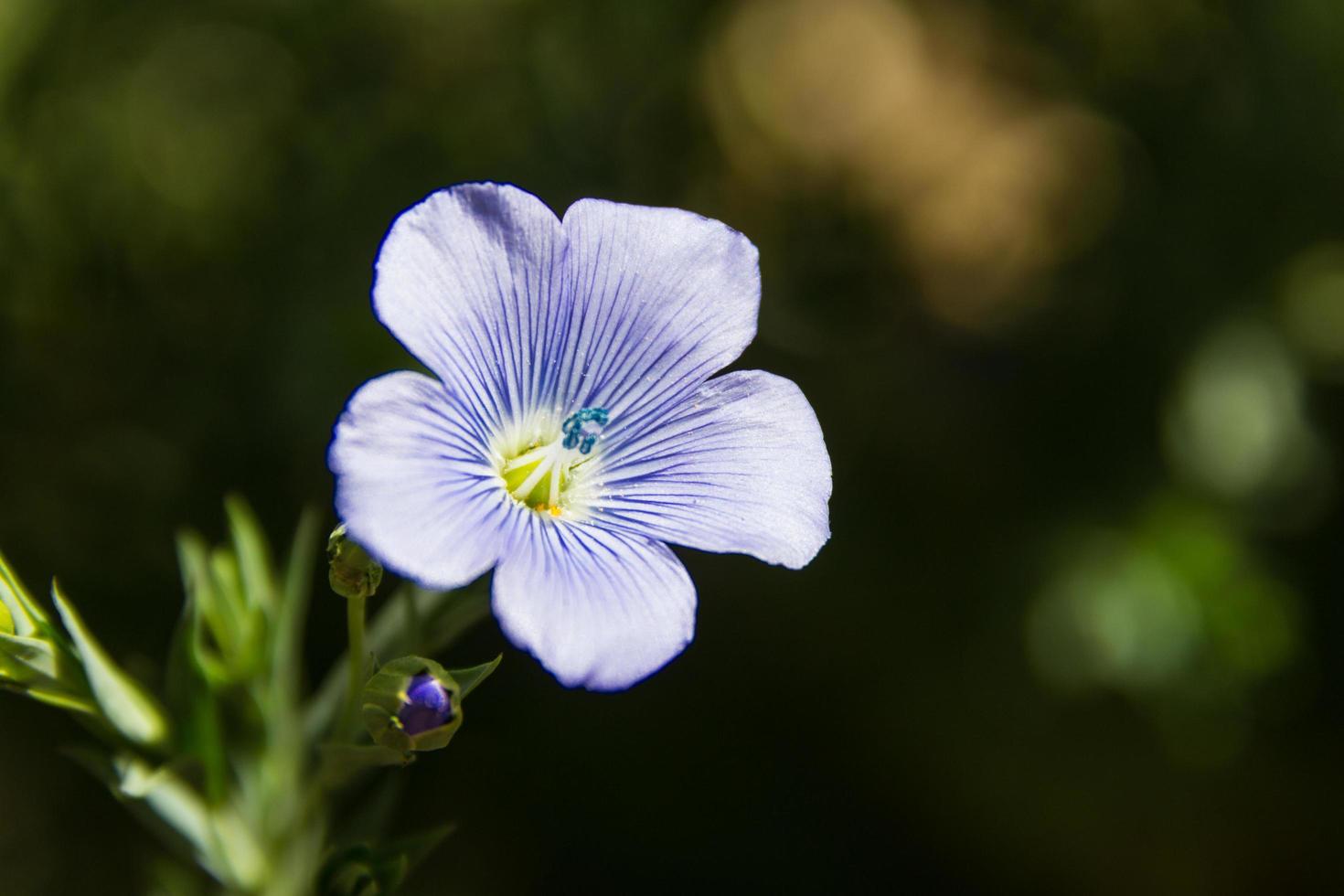 détail de la fleur de lin dans le jardin photo