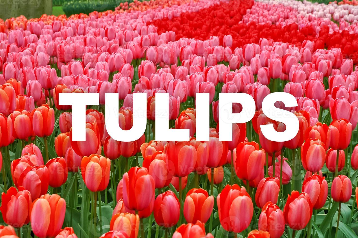 le mot tulipes est écrit en majuscules blanches au centre d'un fond de fleurs floues. tulipes rouges et roses colorées plantées en rangées. image défocalisée avec texte. photo