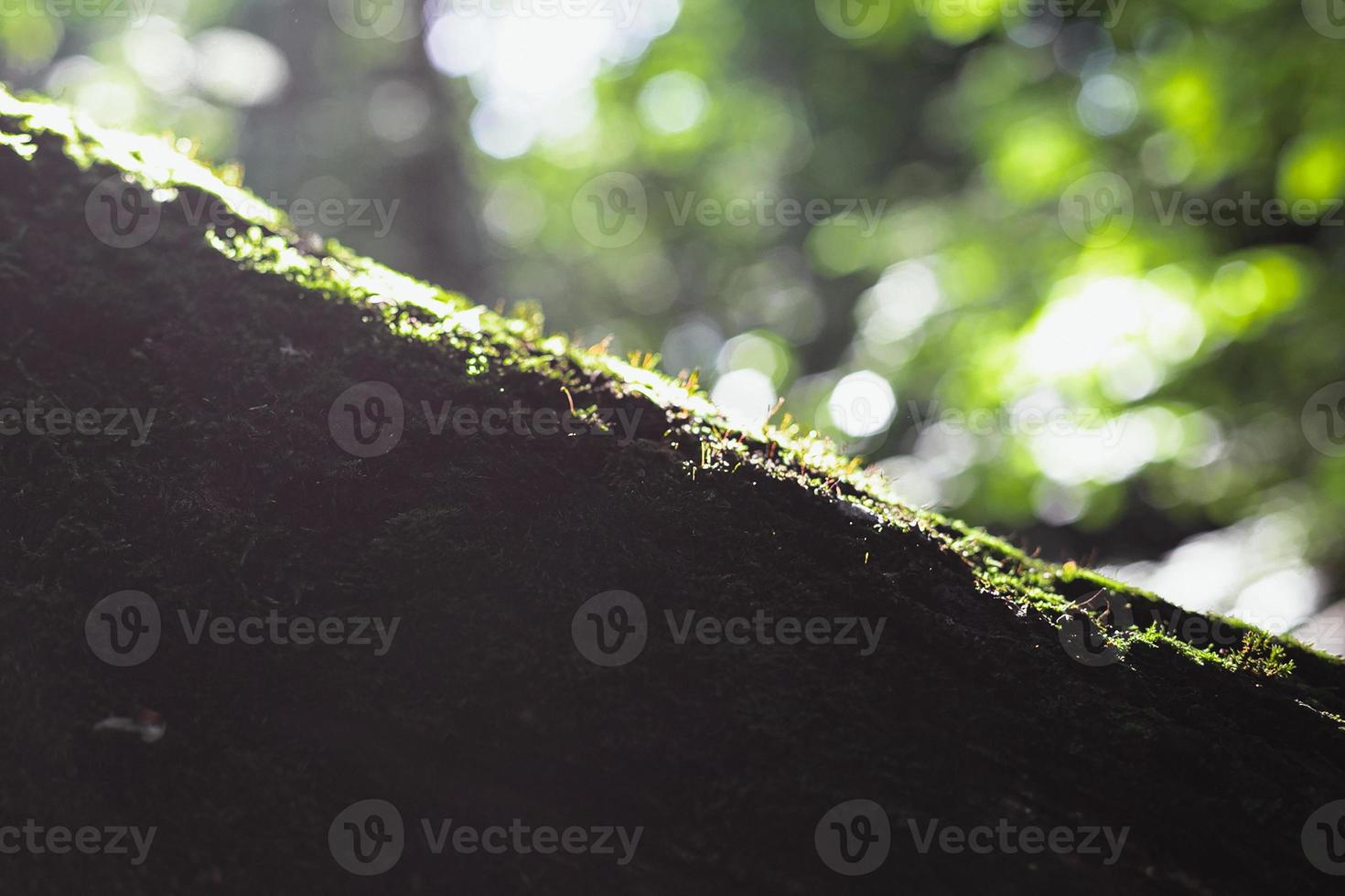 Close up moss couvrant l'écorce des arbres concept photo