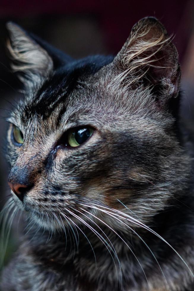 chat loreng alias chat garong, ce chat protège généralement la maison des rats nuisibles 02 photo