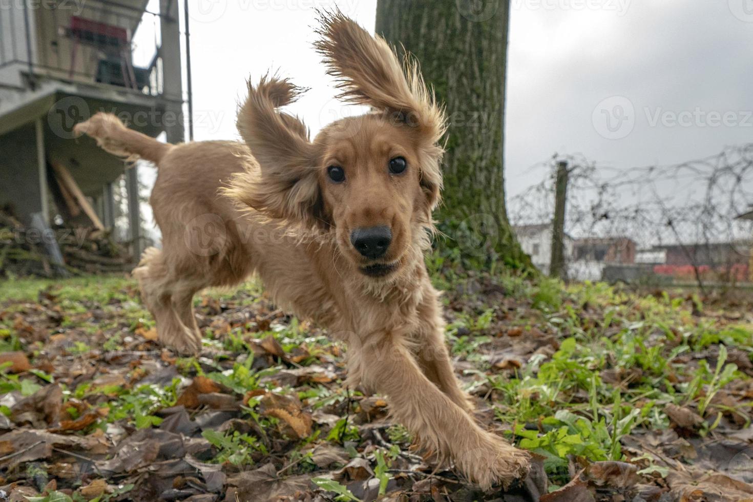 heureux chiot chien cocker sautant photo
