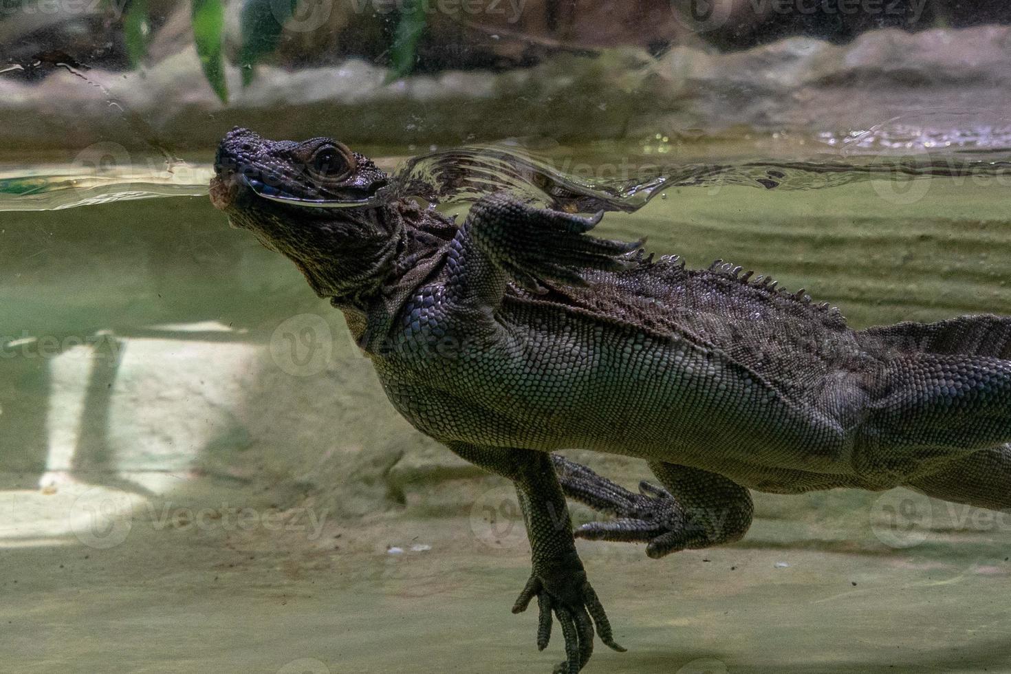 lézard d'eau soa soa des philippines photo