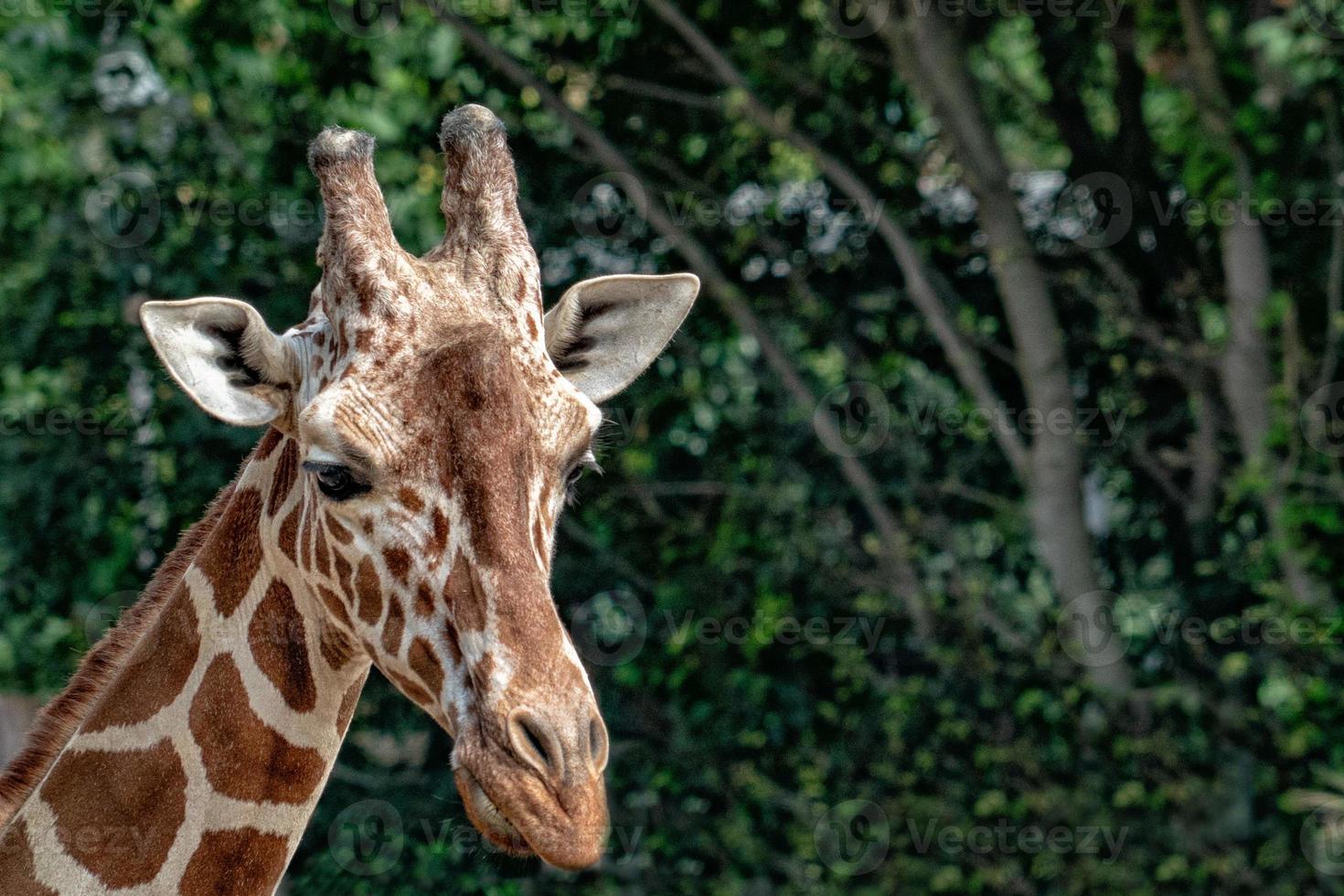 tanzanie girafe gros plan portrait photo