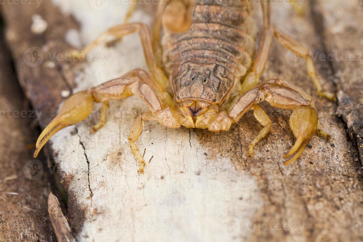 gros plan de scorpion de Buthus photo