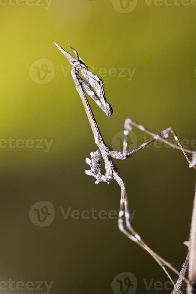 mantis palo empusa pennata photo