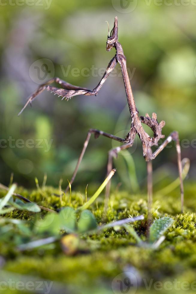 mantis palo empusa pennata photo