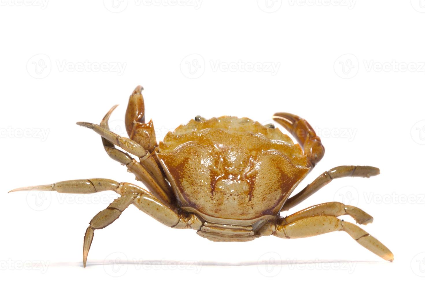 crabe orange sur fond blanc photo