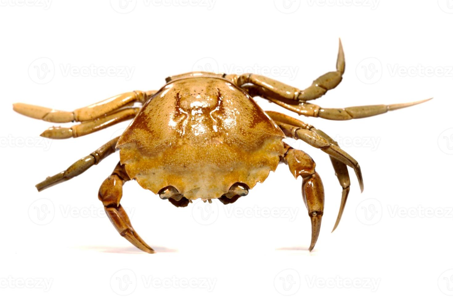 gros plan de crabe orange photo