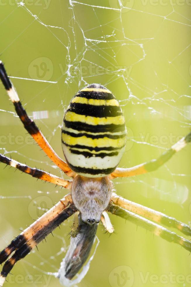 orb-weaving spider argiope bruennichi photo