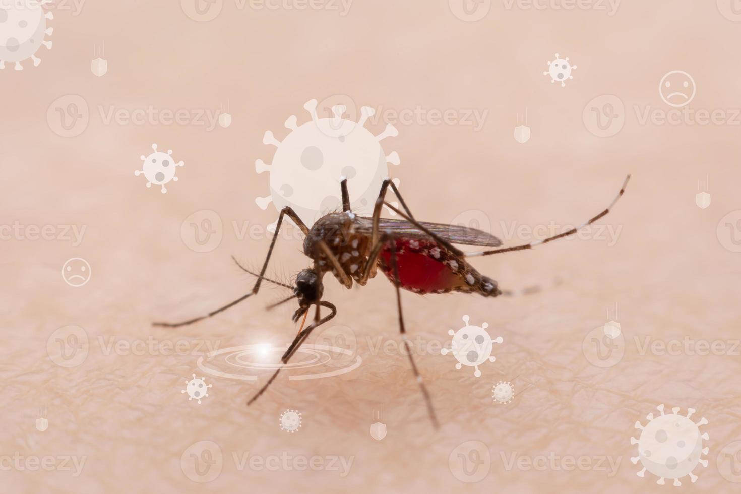 les moustiques sont des insectes suceurs de sang naturels qui infligent des douleurs à la santé humaine et, biologiquement, ils sont porteurs du paludisme, de la dengue et de la fièvre zika. photo