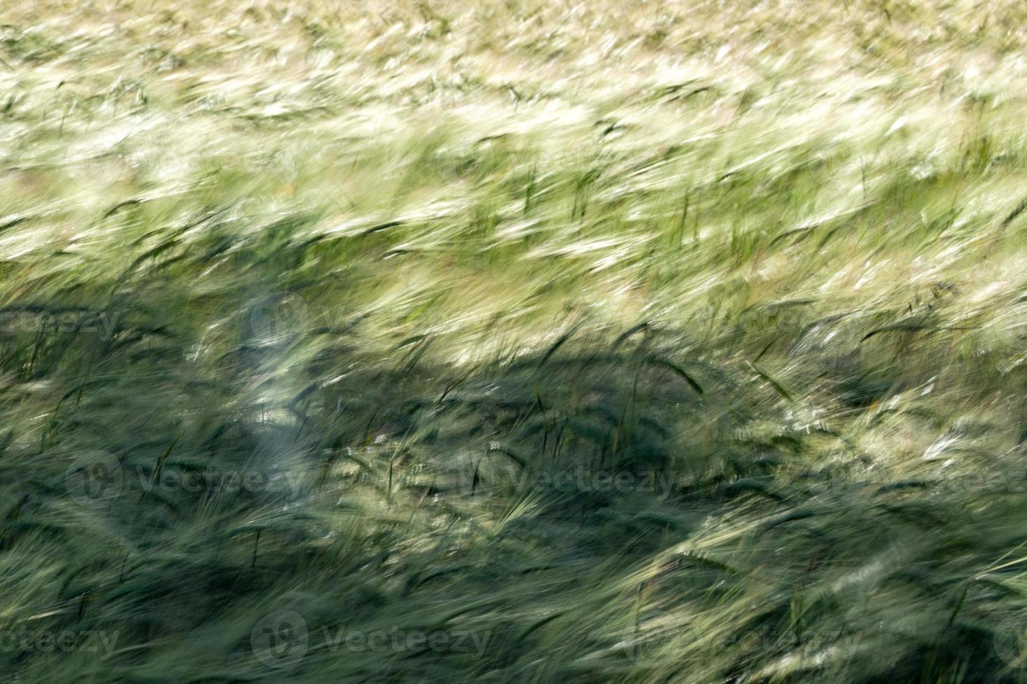 champ d'épis de blé vert déplacé par le vent photo