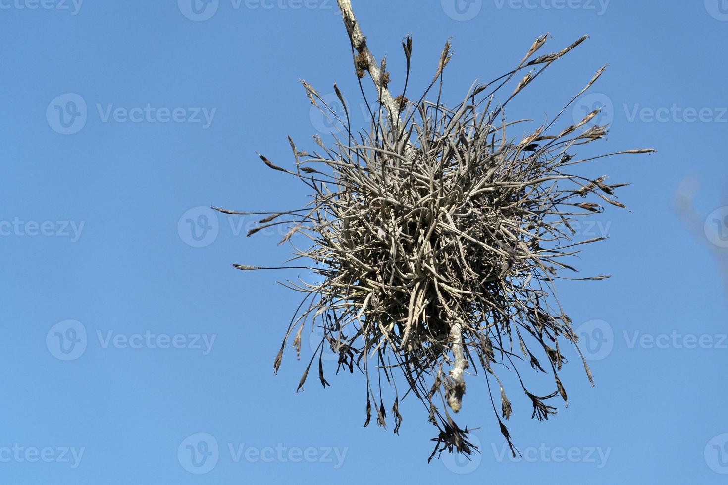 plante aérienne tillandsia recurvata en basse californie photo