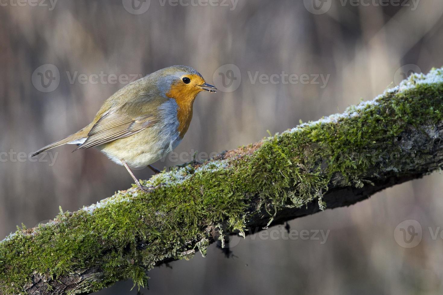 rouge-gorge oiseau poitrine rouge photo