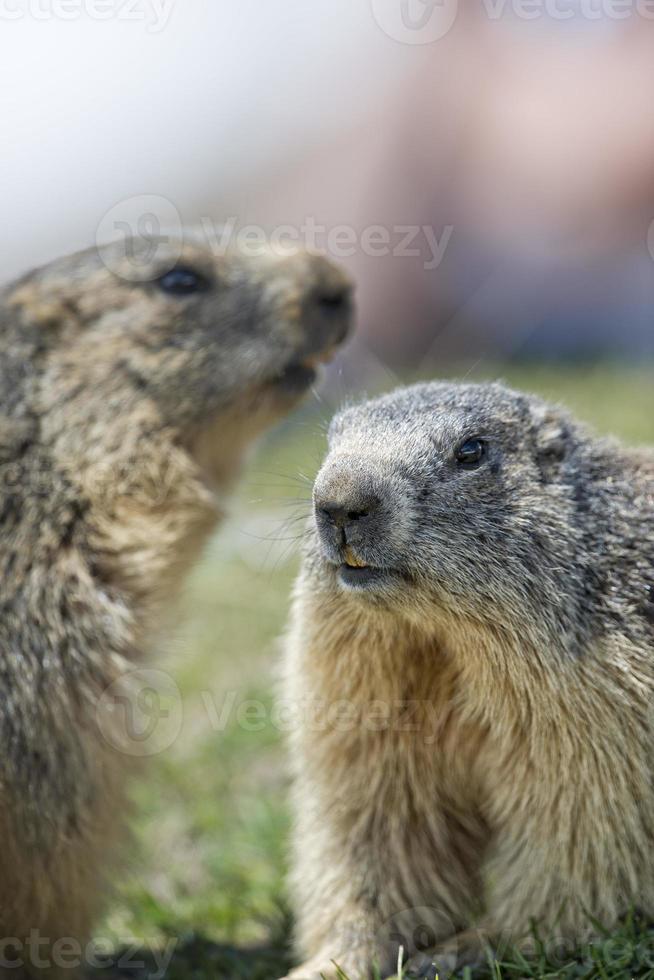 deux marmottes marmotte tout en combattant photo