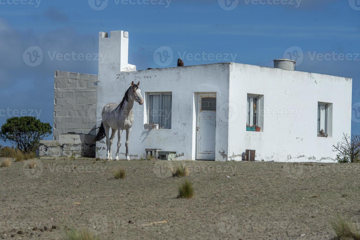 Cheval sauvage blanc sur maison blanche en argentine fond de ciel bleu photo