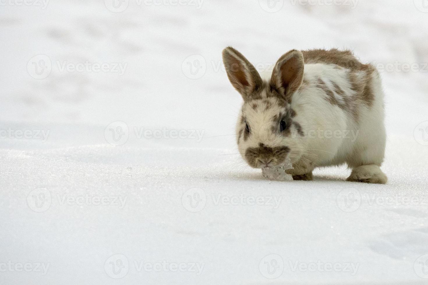 lapin de pâques isolé sur neige blanche photo